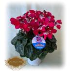 ふるさと納税 南相馬市 【2026年 先行予約】シクラメン ジックス ワインレッド 4号 | 花ギフト 花苗 鉢植 根本園芸