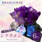 シクラメン ラピスラズリ 6号 花 根本園芸