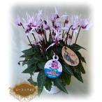 ふるさと納税 南相馬市 【2026年 先行予約】シクラメン ピーコック 4号 | 花定期便 花ギフト 贈答 花苗 根本園芸