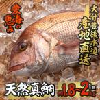 天然 真鯛 約1.8-2kg 1枚