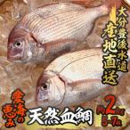 天然 血鯛 約2kg