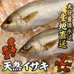 天然 イサキ 約2kg
