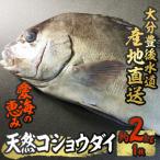天然 コショウダイ 約2kg