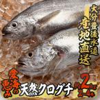 天然 クログチ 約2kg