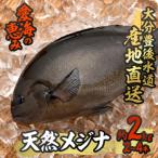 天然 メジナ 約2kg