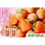 ふるさと納税 宗像市 【先行受付】福岡県産 桃薫 2パックセット【ナチュレッシュ・ファーム・ジェイピー】_HA1338