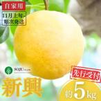 ふるさと納税 三条市 先行受付 和梨 新興 自家用 5kg  [11月上旬から発送予定]【010P066】