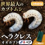 ヘラクレスオオカブト カブトムシ 3令幼虫ペア