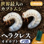 ヘラクレスオオカブト カブトムシ 3令幼虫オス2匹