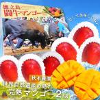 甘~くて美味しい 徳之島秋本農園さんの闘牛マンゴー 2kg