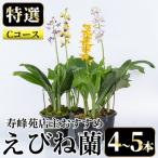 寿峰苑特選えびね蘭 店主 標準Cコース
