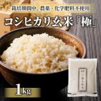 八重原産コシヒカリ 玄米 謙太郎米 極 栽培期間中農薬