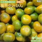 <明浜産 浜のみかん屋直送 伊予柑 4kg