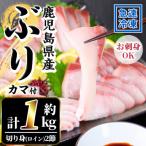 産養殖ぶり ハマチの切り身 ロイン2節 カマ1個付