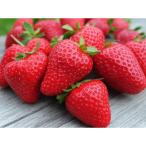 ふるさと納税 宗像市 先行受付 福岡県産苺よつぼし250g×4パック【ナチュレッシュ・ファーム・ジェイピー】_HA1387