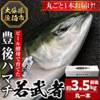 < 受付中 予定>豊後ハマチ