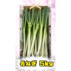丹精込めてつくった 長ねぎ