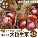 四万十産生栗1.5kg