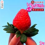 ふるさと納税 神埼市 大玉いちごさん 4パック 約1kg (平詰め・2P×2箱)(H098106)