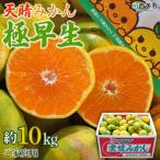 明浜産 皮より中身 みかん 10kg