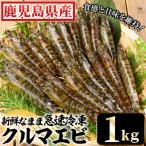 冷凍クルマエビ 1000g
