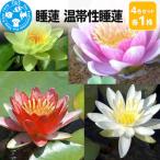 睡蓮 温帯性睡蓮 4色セット×各1株