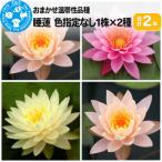 睡蓮 おまかせ温帯性品種睡蓮 色指定なし1株×2種 合計2株