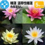 睡蓮 温帯性睡蓮 色指定なし×5ポット