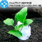 ジェムプランツ おまかせ小型アヌビアス付き