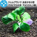 ジェムプランツ おまかせ小型アヌビアス付き