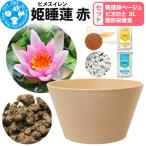 姫睡蓮 赤 1株+睡蓮鉢ベージュ+ビオの土