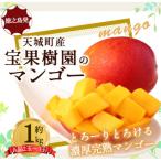 徳之島 宝果樹園 完熟 マンゴー A品 1kg