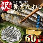 <訳あり>黄金いわし 60尾以上