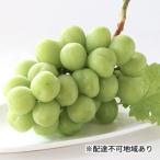 早期受付 シャイン マスカット 2房 1房500g以上
