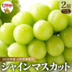 ふるさと納税 東根市 【2026年 先行受付】ぶどう「シャインマスカット」2房 (約1.3kg〜1.4kg) 山形県 東根