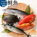 季節の鮮魚 詰め合わせセット 鮮魚ボックス