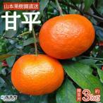 果物 フルーツ 柑橘 カンペイ みかん ミカン