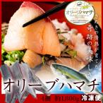 オリーブハマチ 冷凍 柵4本