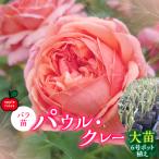 バラ苗 パウル クレー 大苗6号ポット植え