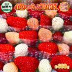 高級品種4色いちごBOX 計600g程度
