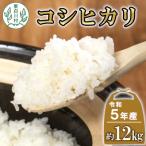 東 令和5年産 コシヒカリ 白米 12kg