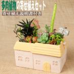 多肉植物の寄せ植えセット メゾンレクトポット
