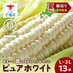 白いとうもろこし ピュアホワイト L~2L 13本
