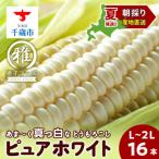 白いとうもろこし ピュアホワイト L~2L 16本