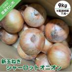 新玉ねぎ シャーロットオニオン 9kg