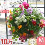 パンジー ビオラの花うるるハンギング寄せ植え