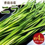 生産量日本一のニラ 4kg