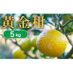 果樹園みどりの黄金柑 5kg