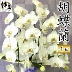 飾りやすいサイズ感 素敵な お花 白い エレガント