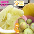 訳あり 文旦 5kg
